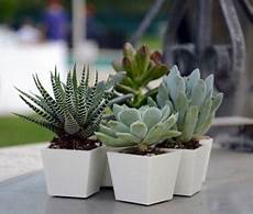 vasi per cactus caratteristiche dei vasi per piante grasse scelta dei vasi per cactus caratteristiche dei vasi per piante grasse scelta dei