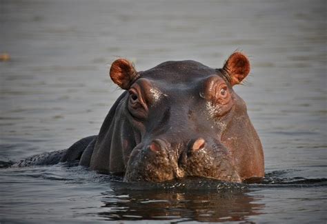Image result for Hippo vs Python
