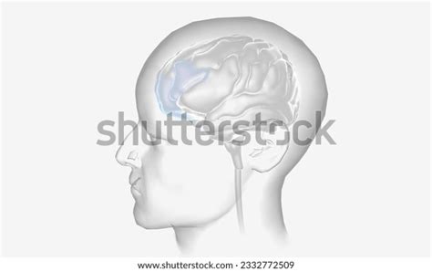 Image result for Prefrontal Cortex Brain Drawing
