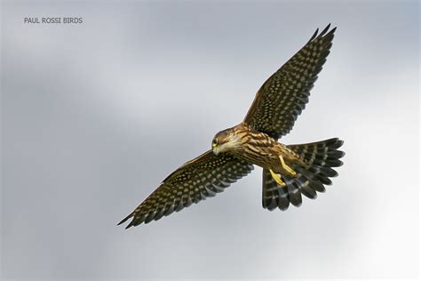 Image result for Merlin In-Flight