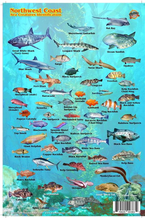 Pacific Ocean Underwater Animals