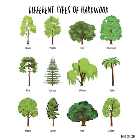 14 Types of Wood for Woodworking Or Construction Projects