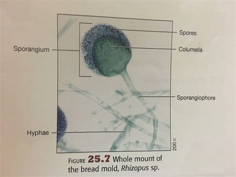 Rhizopus Sporangia Labeled Hyphae