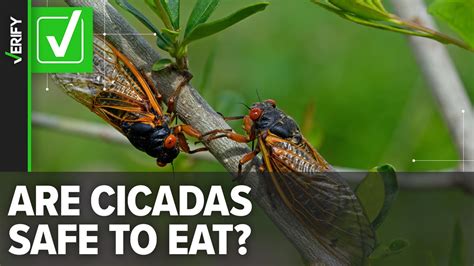 Cicada map: Where billions of cicadas will emerge in 2024 | cbs19.tv