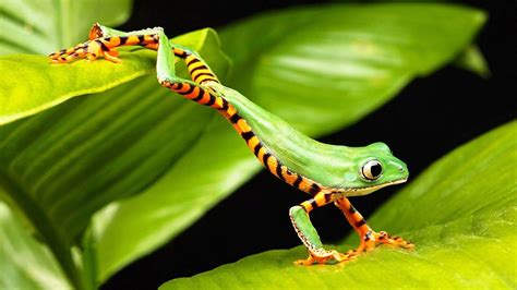 Tree Frog Desktop 的图像结果