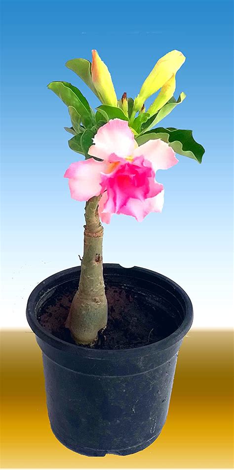 ROOKHRAJ PAUDHSHALA Adenium Arabicum Flower Plant, Desert Rose Flower ...