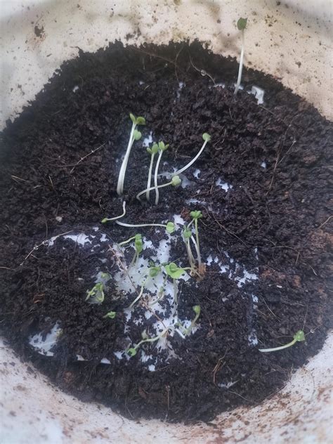 UGAOO Rocket Arugula Herb Seeds (Green, Pack of 1000) : Amazon.in ...