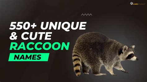 Raccoon Names (550+ Cool, Cute, & Funny Ideas)