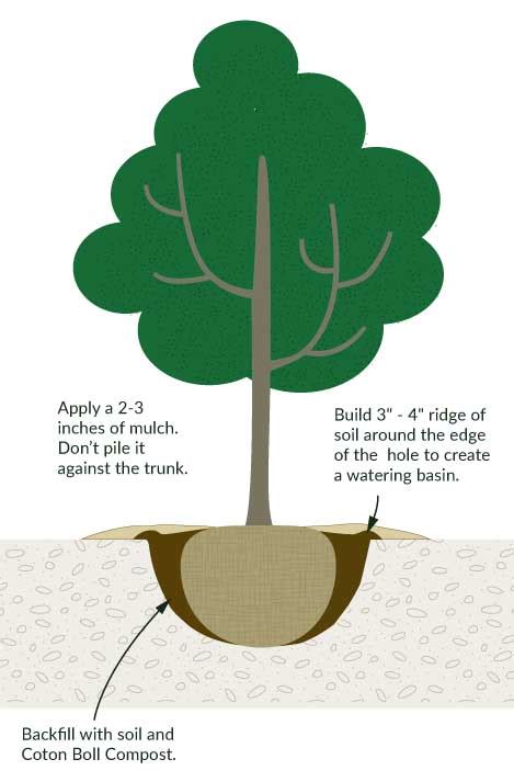 Image result for Tree Planting Guide