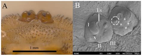 Detailed and Complete Descriptions of Immature Stages of Two Predatory ...