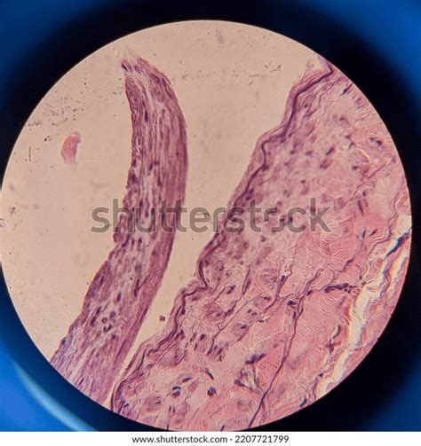 Image result for Tissue Sample Drawing Under Microscope