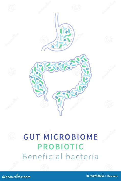 Gut Microbiome and Probiotics. Beneficial Bacteria for Digestive Health Stock Illustration ...