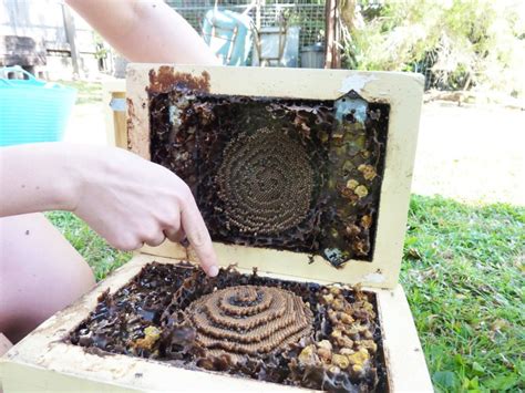 Image result for Tim Heard Native Bees