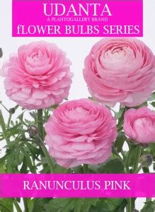 Udanta Imported Ranunculus Double Petals Flower Bulbs - Pack of 20 ...