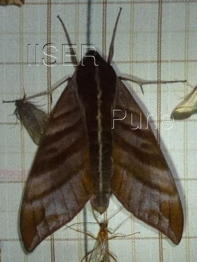 Ramana Athreya @ IISER-Pune : Sphingid Species Notes