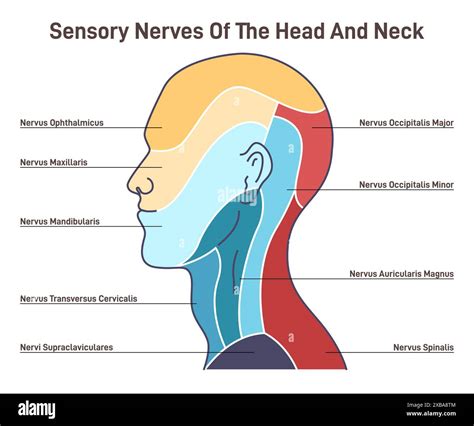 Anatomie du visage du cou Banque d'images vectorielles - Alamy