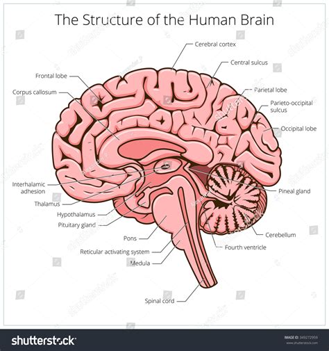 Brain Structure 的图像结果