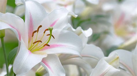 Download Oriental White Lily Flowers Wallpaper | Wallpapers.com