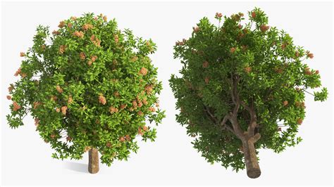 Pistachio Tree with Nuts 3D model | 3D Molier International