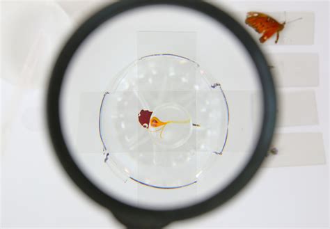 Image result for How to Make a Simple Microscope