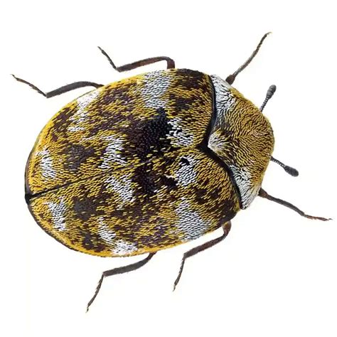 [100+] Carpet Beetle Wallpapers | Wallpapers.com