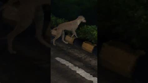 Image result for The Dodo Pet Ball Python