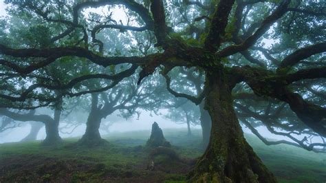 Bing image: Uralte Stinklorbeerbäume im Fanal-Wald, Madeira, Portugal - Bing Wallpaper Gallery