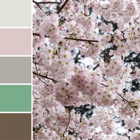 Pink Cherry Blossom Color Palette | Nature color palette, Lavender ...