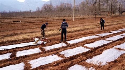 安徽歙县：不负好春光 田间耕种忙|界面新闻 · 中国