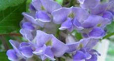 glicine fiore significato glicine linguaggio dei fiori glicine fiore significato glicine linguaggio dei fiori