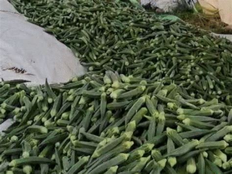 12th pass farmer in Rajasthan becomes millionaire through Okra farming ...