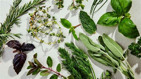 40 Facts About Herbs - OhMyFacts
