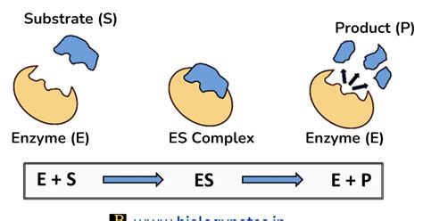 Enzyme Specificity - Definition, Types, Examples and Importance ...
