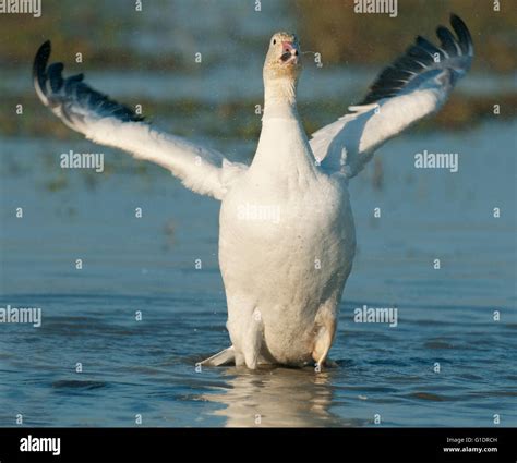 Snow Goose (Chen caerulescens), Winter, Skagit River Delta, Washington ...