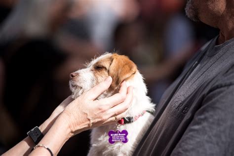 Irvine Animal Care Center hosts annual holiday pet adoption fair ...