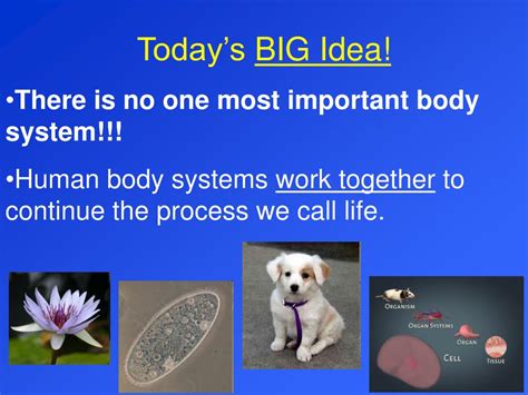 Body System Interaction Chart 的图像结果