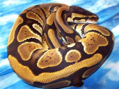 Royal Python Photos - The Royal Python.co.uk - Royal Python Care Sheet, Royal Python Facts ...