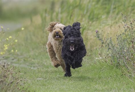 Image result for Mini Cockapoo