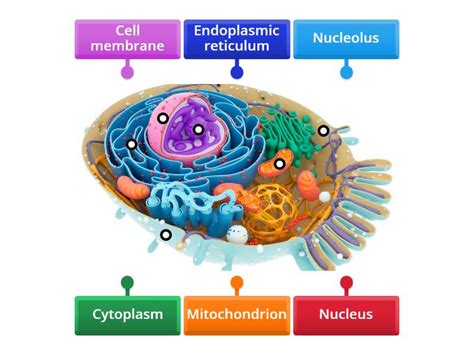 Cell Structure with Name Sign 的图像结果