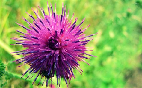 Spiky purple flower wallpaper - Flower wallpapers - #22402