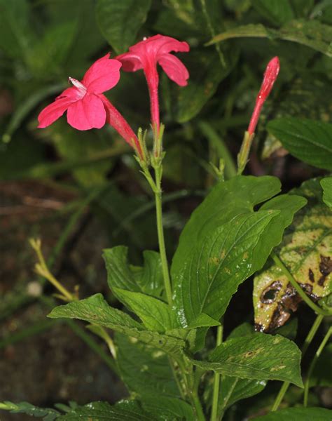 India’s Aravalli Green Wall Project at UNCCD COP16