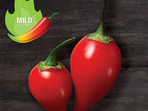 Chilli-Starke Ayres | Starke Ayres