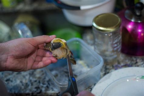 Image result for How to Clean Cook Soft Shell Crabs