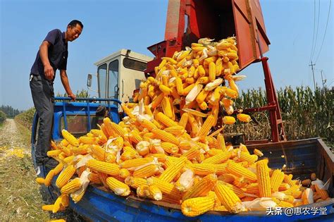 玉米价格行情如何 来看今日最新消息_长沙生活网
