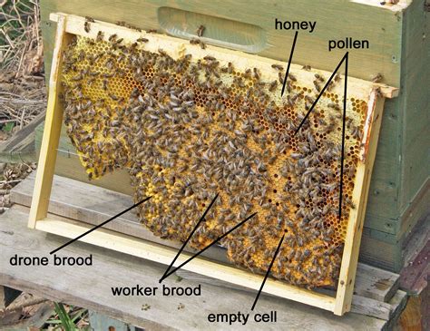 What is a brood pattern and why does it matter? | Bee keeping, Honey bee, Backyard bee