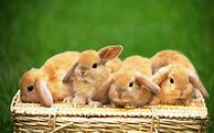 Image result for Cute Blue Bunny Wallpaper