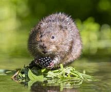 Image result for water vole