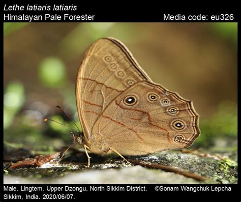 Lethe latiaris (Hewitson, 1862) - Pale Forester | Butterfly