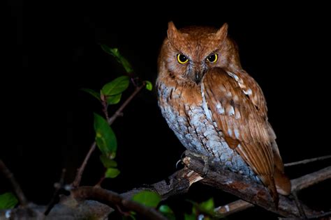 Owl You Need To Know About Owls | Nature inFocus