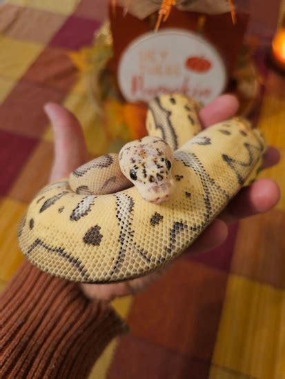 Image result for Super Clown Ball Python